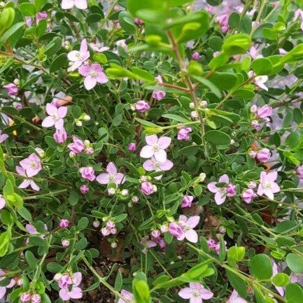 Celebration Boronia (Boronia Celebration) - Ladybird Nursery