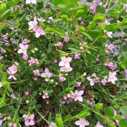 Celebration Boronia (Boronia Celebration)