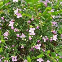 Celebration Boronia (Boronia Celebration)