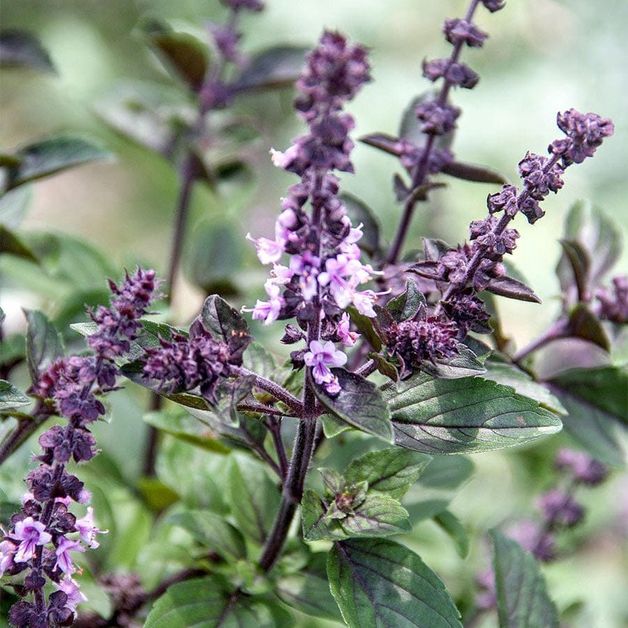 Basil 'Purple Perennial’ - Ladybird Nursery