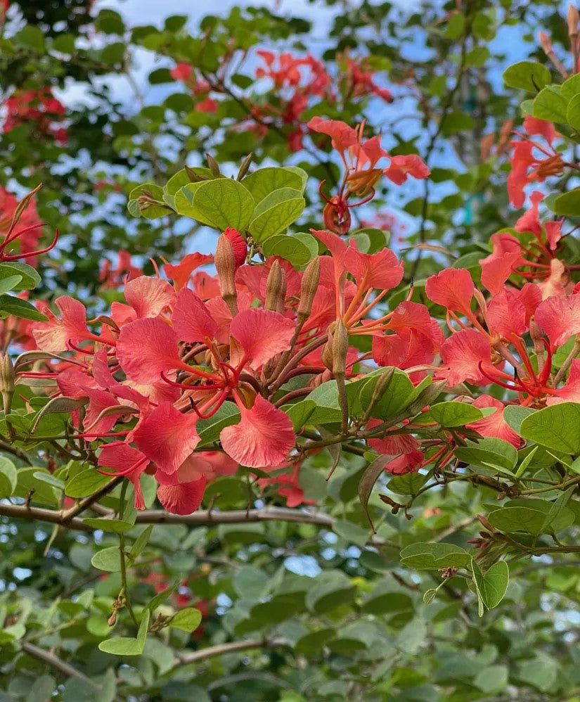 Red Orchid Tree (Bauhinia galpinii)