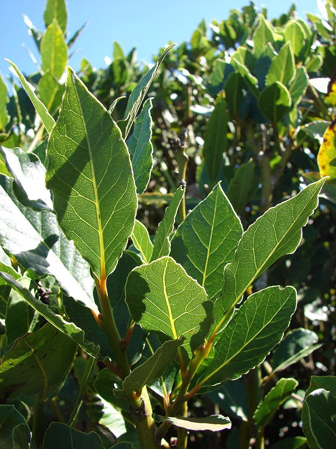 Bay Leaf Tree - Advanced 500mm Pot (PICK UP ONLY) - Ladybird Nursery