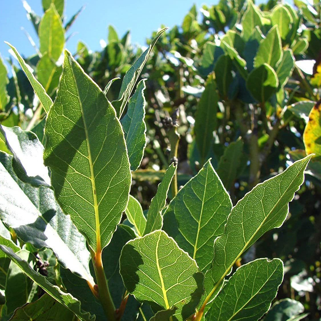 Bay Leaf Tree - Advanced 500mm Pot (PICK UP ONLY) - Ladybird Nursery