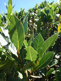 Bay Leaf Tree - Advanced 500mm Pot