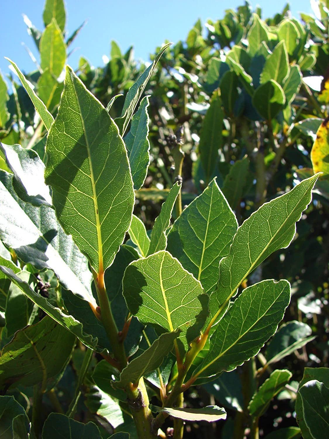 Bay Leaf Tree - Advanced 500mm Pot (PICK UP ONLY) - Ladybird Nursery