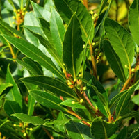 Bay Leaf Tree - Advanced 500mm Pot (PICK UP ONLY) - Ladybird Nursery