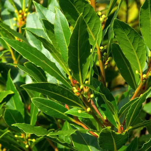 Bay Leaf Tree - Advanced 500mm Pot (PICK UP ONLY) - Ladybird Nursery