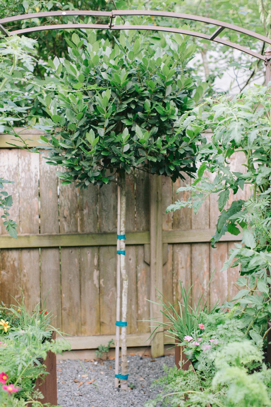 Bay Leaf Tree - Advanced 500mm Pot (PICK UP ONLY) - Ladybird Nursery