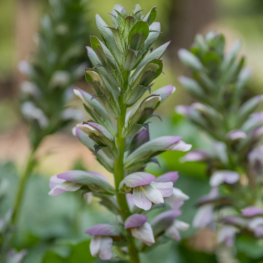 Bear's Breeches ssp. spinosa (Acanthus mollis)