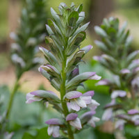 Bear's Breeches ssp. spinosa (Acanthus mollis) - Ladybird Nursery