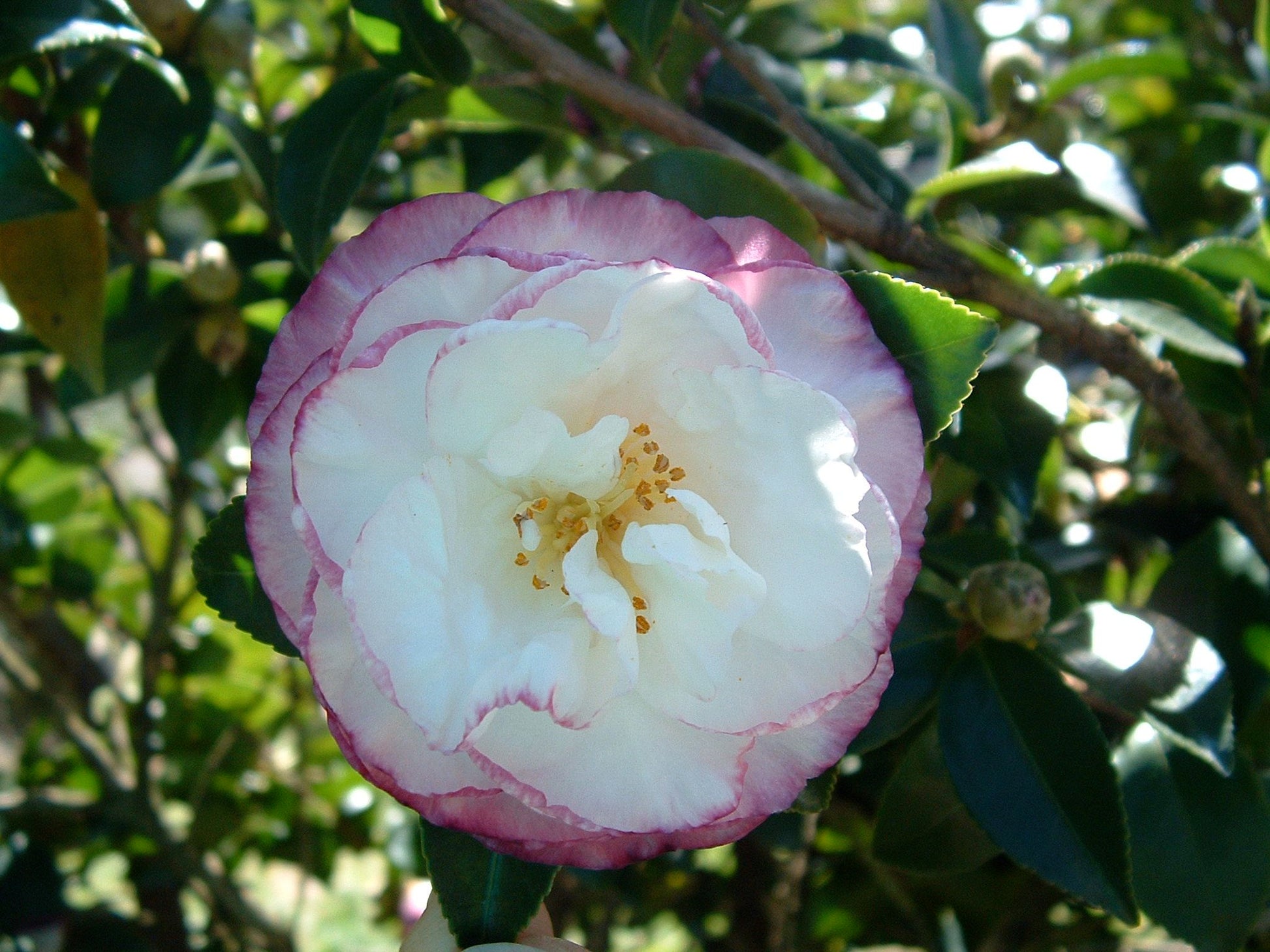 Sasanqua Camellia Wahroonga (Camellia sasanqua)