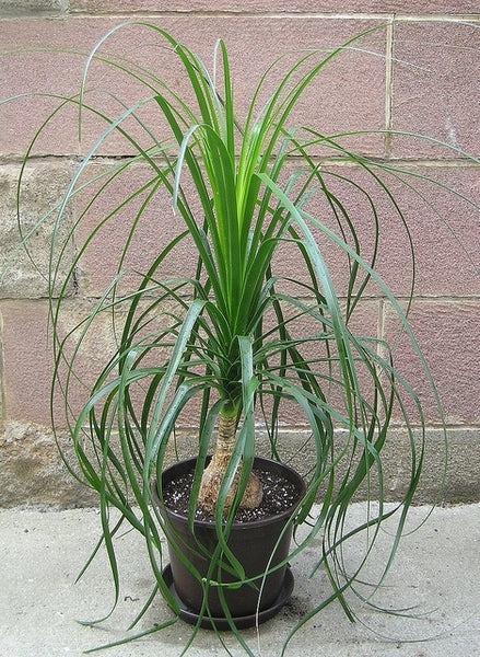 Ponytail Palm (Beaucarnea recurvata)