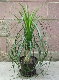 Ponytail Palm (Beaucarnea recurvata) - Ladybird Nursery