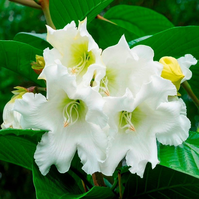 Herald's Trumpet (Beaumontia grandiflora)
