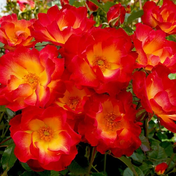 Rose ‘Bee Scene’ - Large