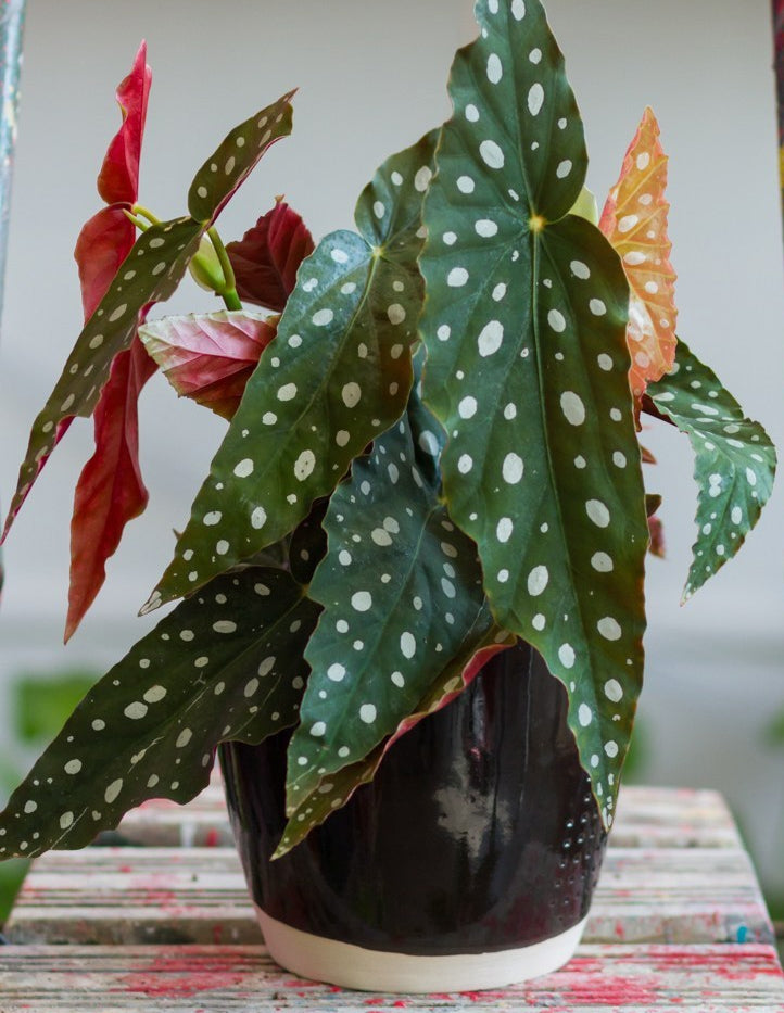 Begonia Polka Dot