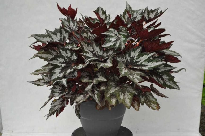 Begonia - Bewitched Wintergreen - Ladybird Nursery
