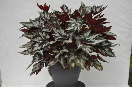 Begonia - Bewitched Wintergreen