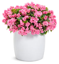 Begonia 'Double Up Pink' - Ladybird Nursery