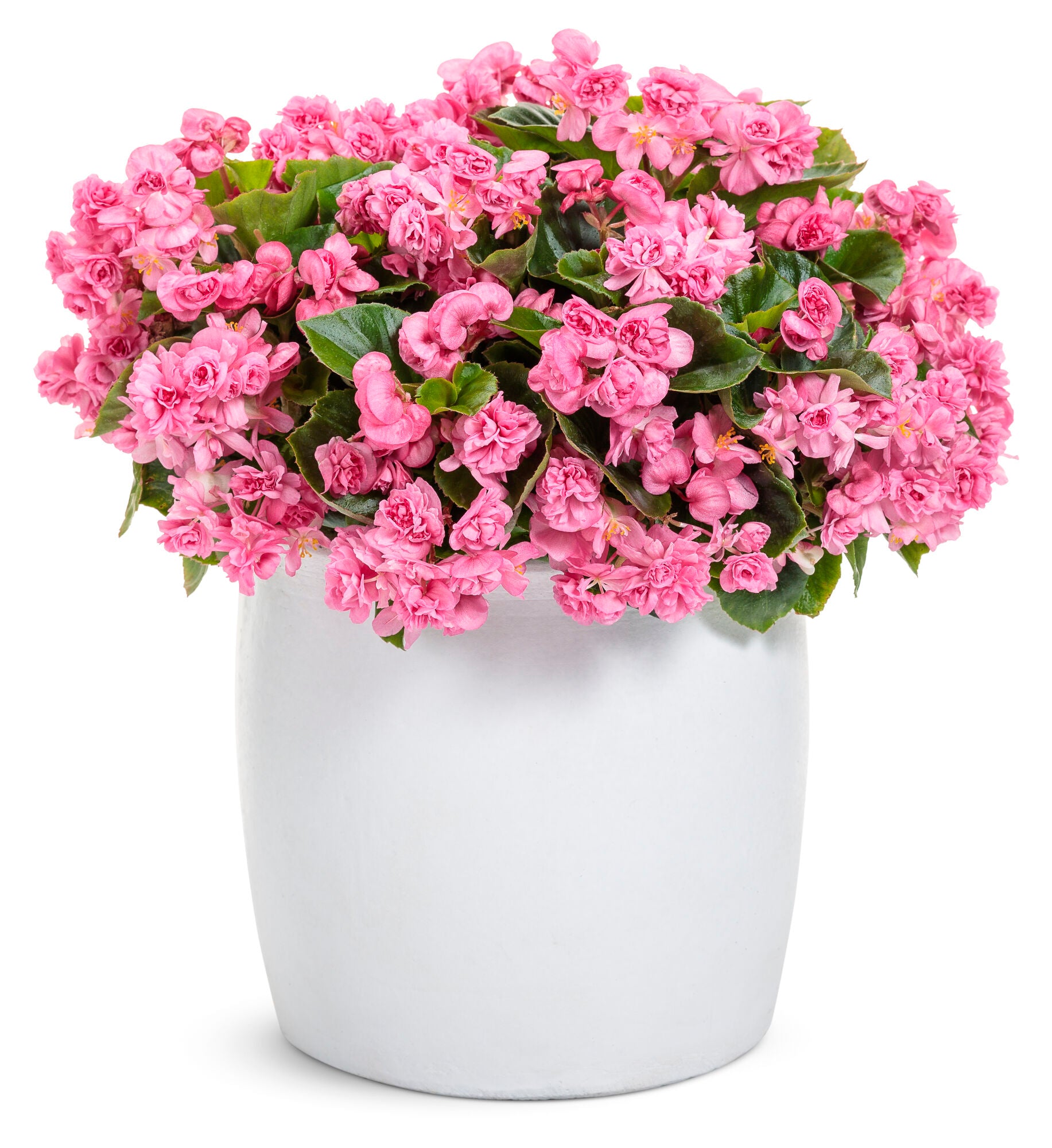 Begonia 'Double Up Pink' - Ladybird Nursery