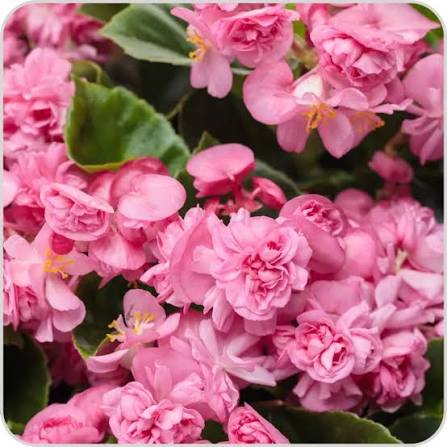 Begonia 'Double Up Pink' - Ladybird Nursery