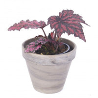 Begonia - Bewitched Red Black