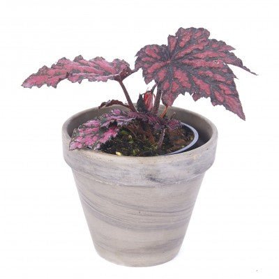 Begonia - Bewitched Red Black - Ladybird Nursery