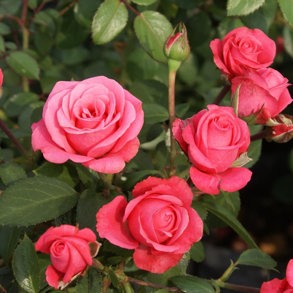 Rose Bonica 3 ft Standards (Pick up only) - Ladybird Nursery