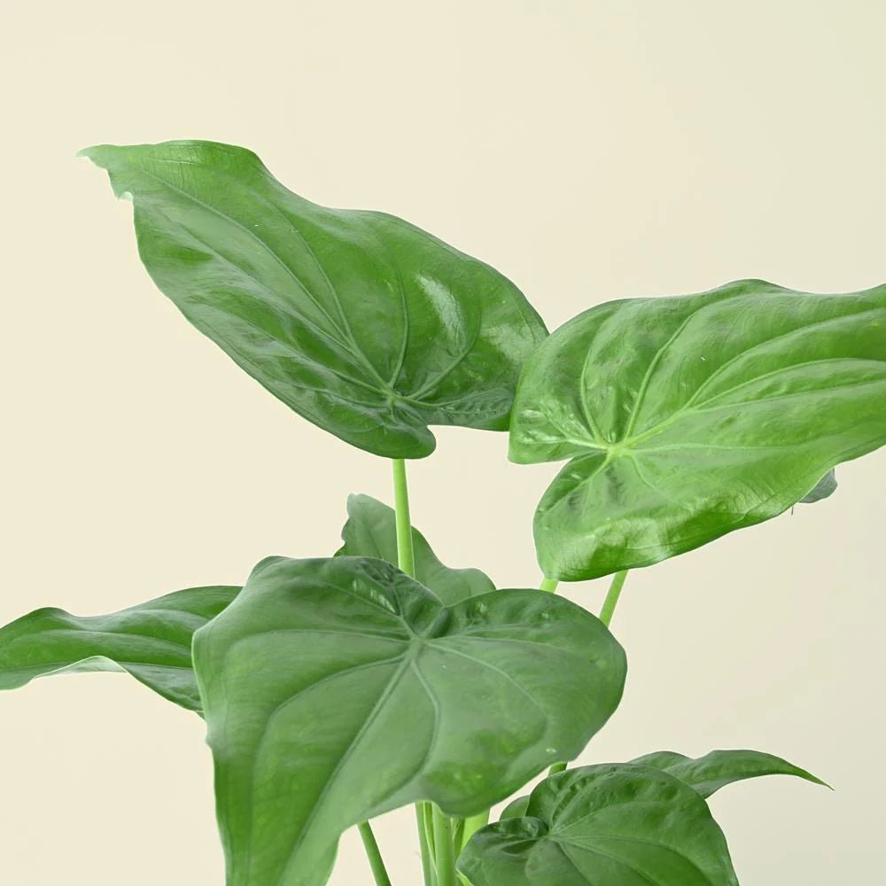 Hooded Dwarf Elephant Ear (Alocasia cucullata) - Ladybird Nursery
