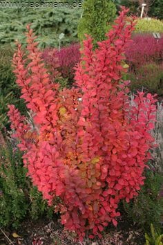 Pow Wow Japanese Barberry (Berberis thunbergii) - Ladybird Nursery