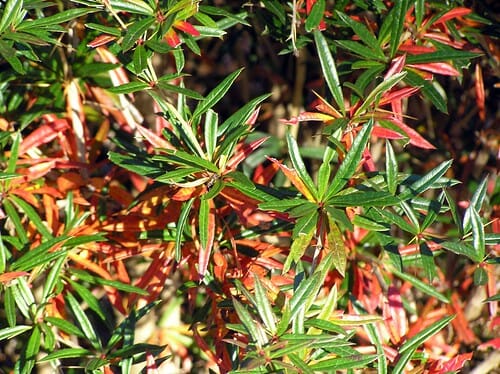 Spring Glory Barberry (Berberis julianae)