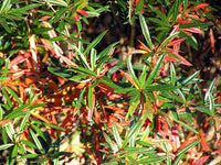 Spring Glory Barberry (Berberis julianae) - Ladybird Nursery