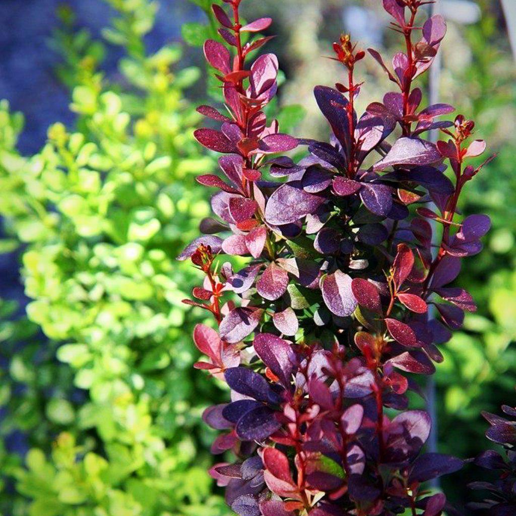 Helmond Pillar Japanese Barberry (Berberis thunbergii)