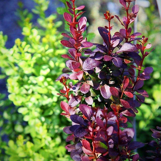Helmond Pillar Japanese Barberry (Berberis thunbergii)