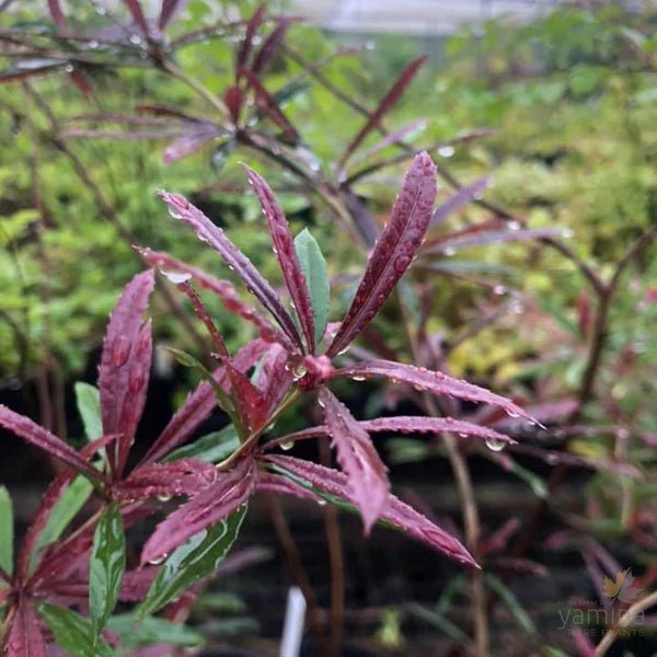 Spring Glory Barberry (Berberis julianae) - Ladybird Nursery