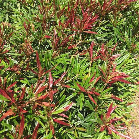 Spring Glory Barberry (Berberis julianae)