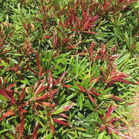 Spring Glory Barberry (Berberis julianae)