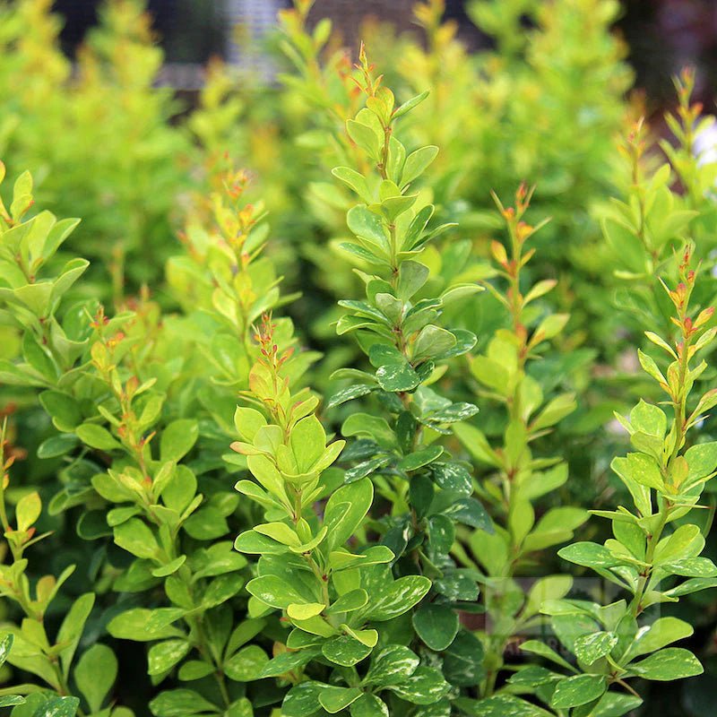 Pow Wow Japanese Barberry (Berberis thunbergii) - Ladybird Nursery