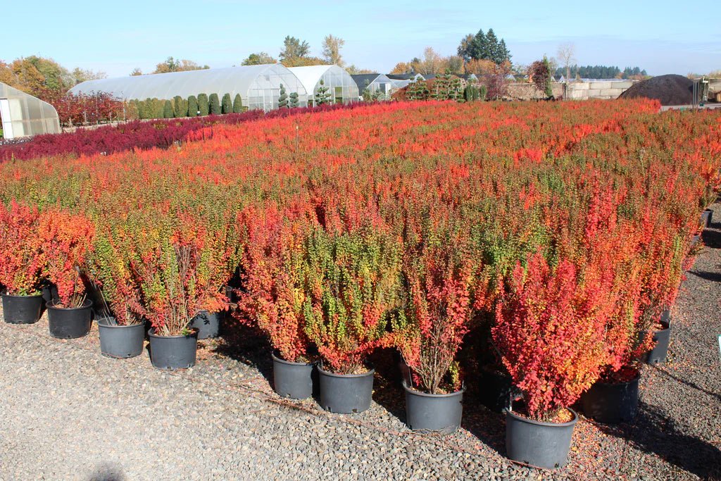 Pow Wow Japanese Barberry (Berberis thunbergii) - Ladybird Nursery