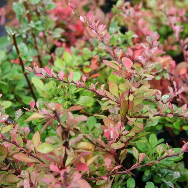 Silver Beauty Japanese Barberry (Berberis thunbergii)