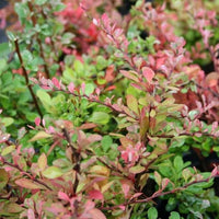 Silver Beauty Japanese Barberry (Berberis thunbergii) - Ladybird Nursery