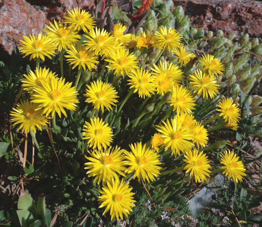 Ice Plant Yellow (Mesembryanthemum spp)