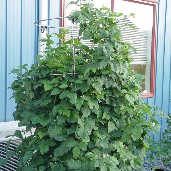 Berry Loganberry - Ladybird Nursery