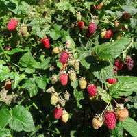 Berry Loganberry - Ladybird Nursery