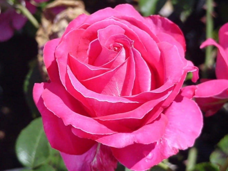 Rose Best Friend 2 ft Standards (Rosa) - Ladybird Nursery