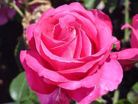 Rose Best Friend 2 ft Standards (Rosa)