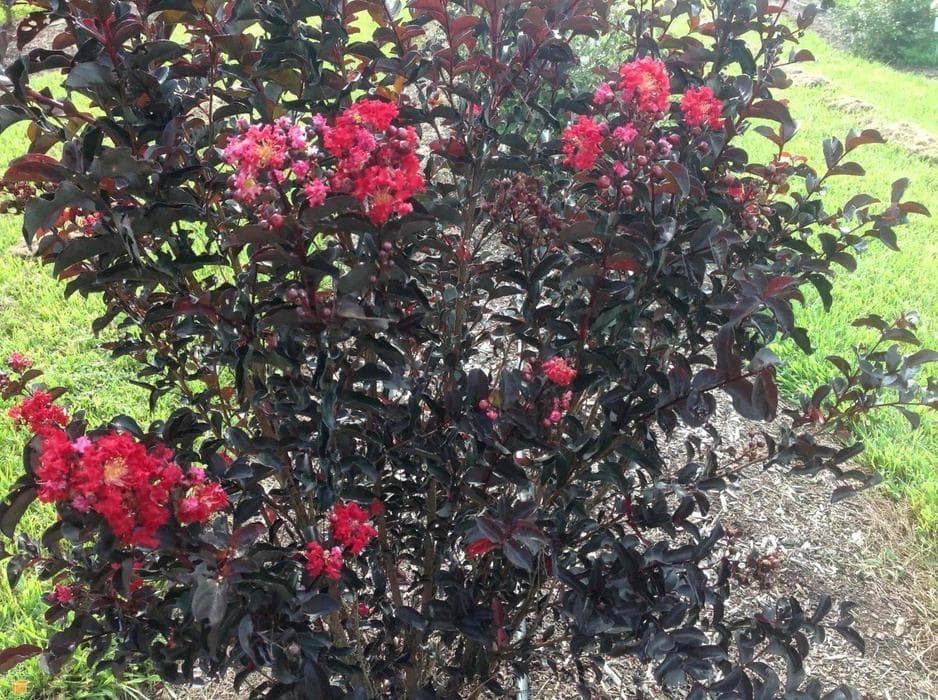 Crepe Myrtle Diamonds in the Dark Best Red (Lagerstroemia) - Ladybird Nursery