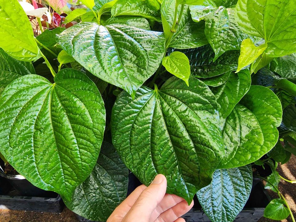 Betel Leaf (Piper sarmentosum)