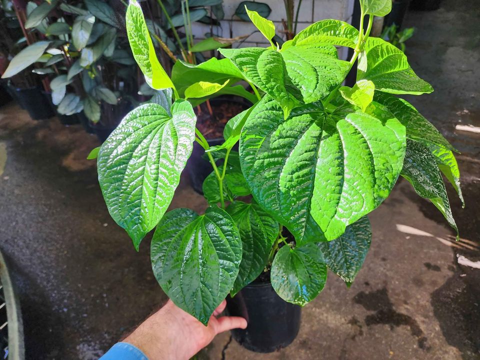 Betel Leaf (Piper sarmentosum)