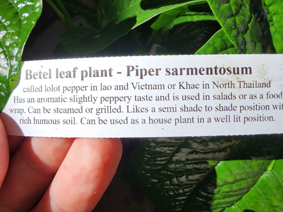 Betel Leaf (Piper sarmentosum)
